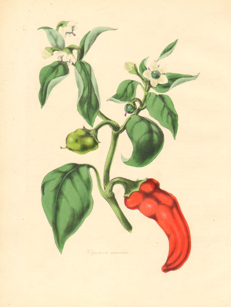 PLANTAE UTILIORES. Annual Capsicum or Guinea Pepper. Hand colour.BURNETT 1842